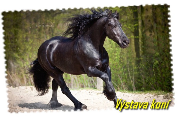 black_beauty__by_equine_images